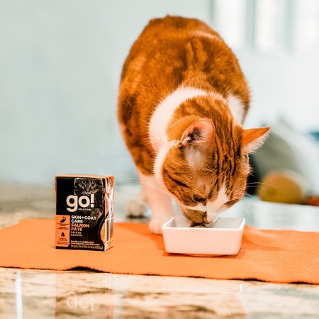 Orange cat eating GO! SOLUTIONS SKIN + COAT CARE Salmon Pâté with Grains