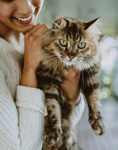 Now Fresh Home Page Cat Category Image