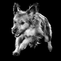 Black and white terrier jumping
