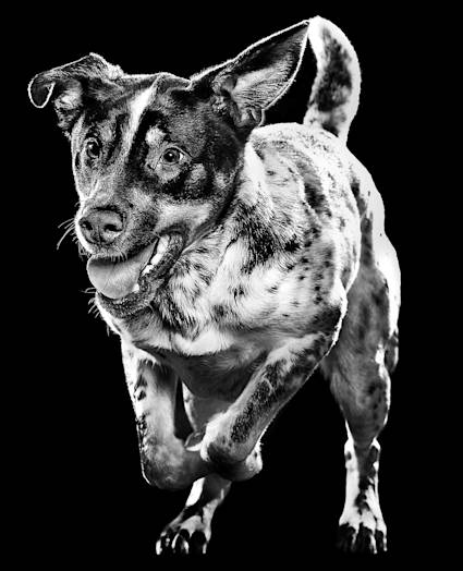 Dog running against black background
