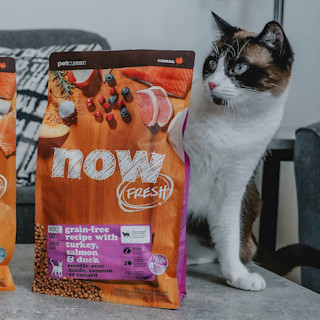 Cat with bag of Now Fresh kibble