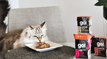 Siberian cat at table licking plate of GO! SOLUTIONS wet food beside Tetra Pak cartons