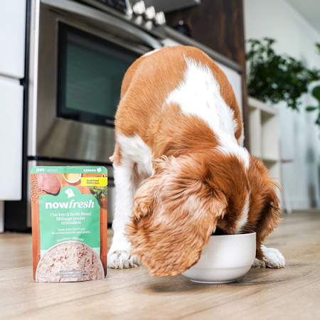 Cavalier King Charles Spaniel dog eating Now Fresh Small Breed Chicken & Broth Blend wet dog food