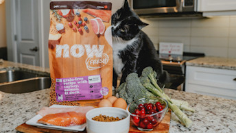 Cat smelling bag of Now Fresh kibble