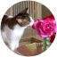 Tilly the cat smelling flowers