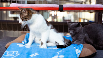 Two cats in shelter hanging out