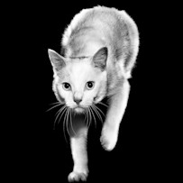 GO-SOLUTIONS-Product-Pet-Image-Cat-Bear