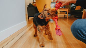 Welsh Terrier dog playing with rope toy