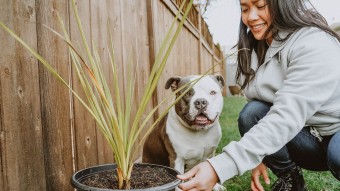 Woman with Pit Bull Terrier sitting behind potted plant in backyard
