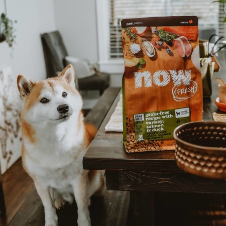 Shiba Inu sitting at table with NOW FRESH kibble bag