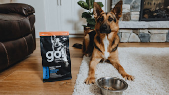 German Shepherd dog sitting in living room about to eat