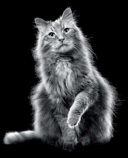 Black and white cat sitting with paw lifted