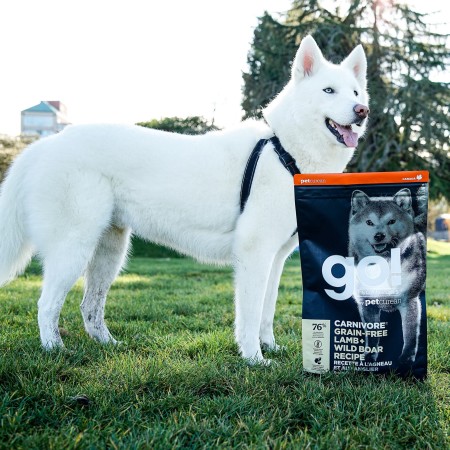 White Siberian Husky standing on grass with bag of GO! SOLUTIONS CARNIVORE Grain-Free Lamb + Wild Boar Recipe for Dogs