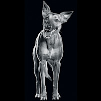 GO-SOLUTIONS-Product-Pet-Image-Dog-Power