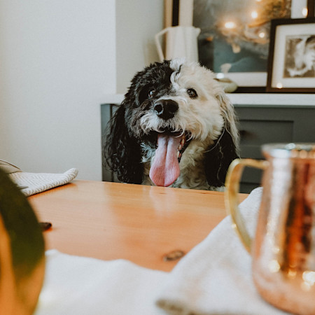 NF Dog Dining Table 0920
