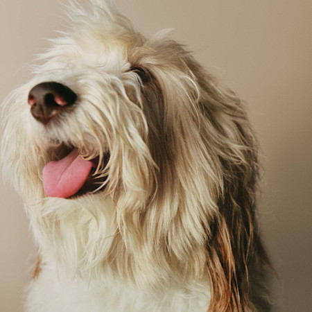 Shaggy dog smiling