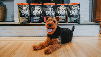 Welsh Terrier in front of fireplace with bags of Go! Solutions kibble