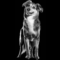 Black and white dog standing