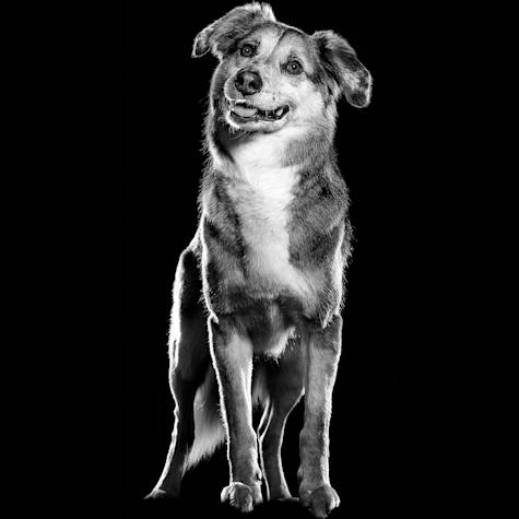 Black and white dog standing