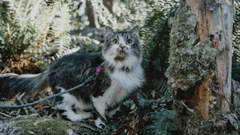 Fluffy cat outside on hike in forest while on leash