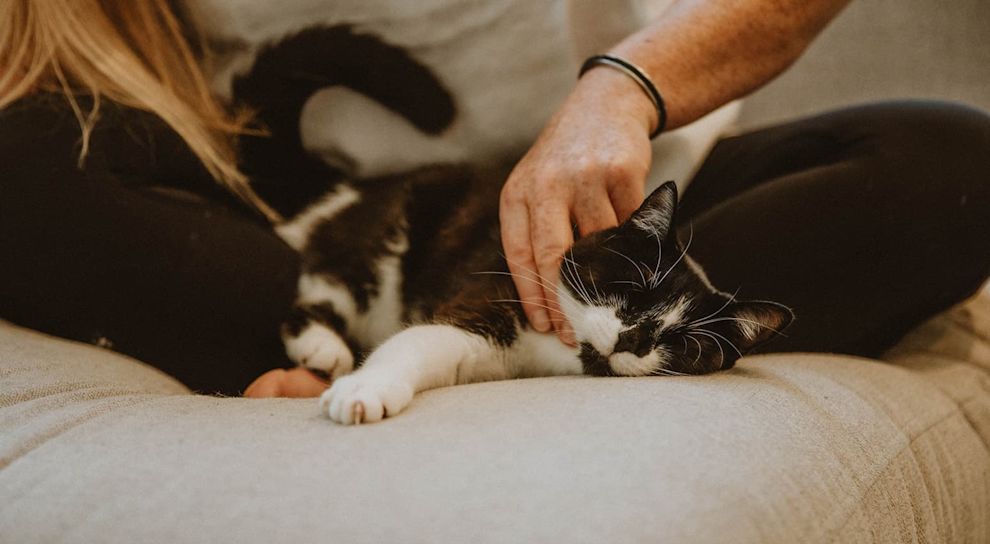 Black and white cat with owner on couch