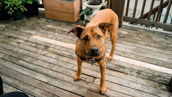 GO-SOLUTIONS-brown-dog-standing-on-brown-patio-outside