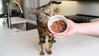 Cat sniffing at bowl of wet cat food