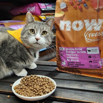 Cat looking at camera with bowl of Now Fresh