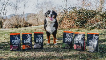 Bernese Mountain Dog outside with six GO! SOLUTIONS SENSITIVITIES kibble bags