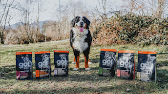 Bernese Mountain Dog outside with six GO! SOLUTIONS SENSITIVITIES kibble bags