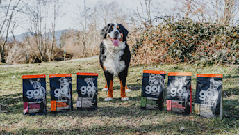 GO-SOLUTIONS-bernese-mountain-dog-outside-with-six-sensitivities-kibble-bags