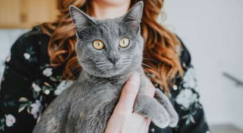 Grey cat with yellow eyes looking at camera in woman's arms