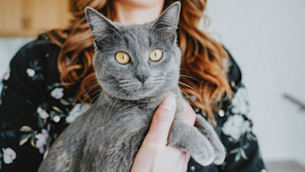 Grey cat with yellow eyes looking at camera in woman's arms