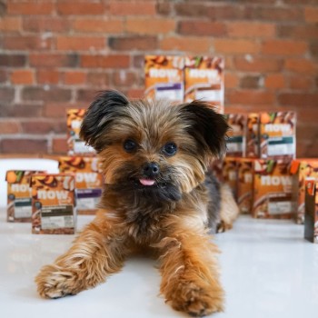 Yorkshire Terrier with NOW FRESH Tetra Paks in front of brick wall