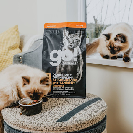 Two Himalayan cats by window with bag of GO! SOLUTIONS DIGESTION + GUT HEALTH kibble