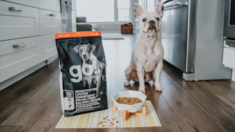 GO-SOLUTIONS-white-bully-dog-sotting-on-floor-with-small-bites-salmon-recipe