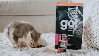 Cat eating kibble from bowl beside GO! SOLUTIONS wet and dry food packaging