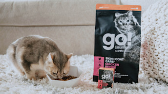 GO-SOLUTIONS-cat-on-carpet-eating-from-bowl-beside-kibble-and-wet-food-packaging