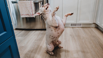 French Bulldog in kitchen with paws up