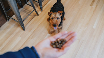 Pet parent holding kibble in hand while happy dog is looking in the background