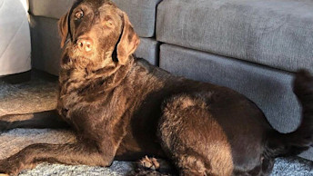 Ozzy The Dog Go Success Story