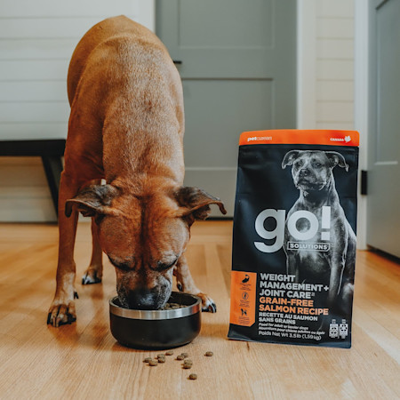Dog eating Go! Weight Management + Joint Care Salmon recipe kibble
