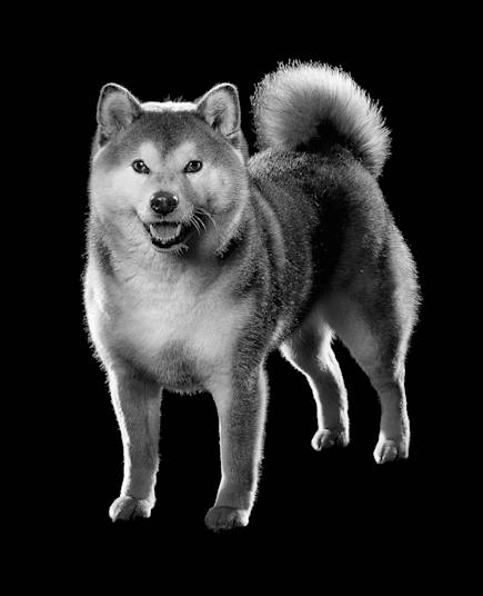 Black and white Shiba Inu