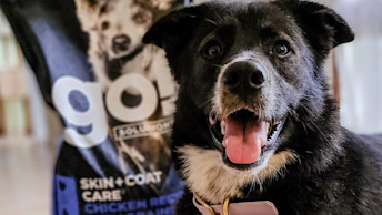 Black dog smiling for camera sitting on floor in front of GO! SKIN + COAT CARE chicken bag
