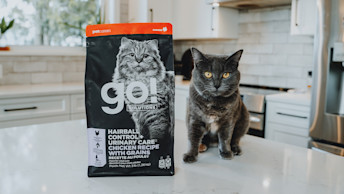 Cat sitting beside bag of Go! Hairball Control + Urinary Care kibble
