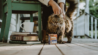 Long haired cat on a porch with NOW FRESH Wild Salmon Pâté Tetra Pak