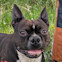 Boston Terrier looking at camera