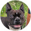 Boston Terrier looking at camera