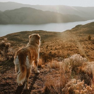 Dog looking out over mountains and lake