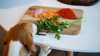 Dog looking at cutting board with meat protein sources and vegetables